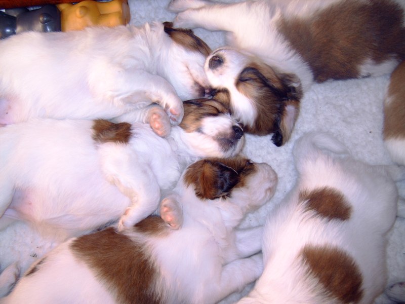 Puppies